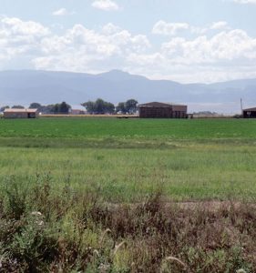 Hay Field